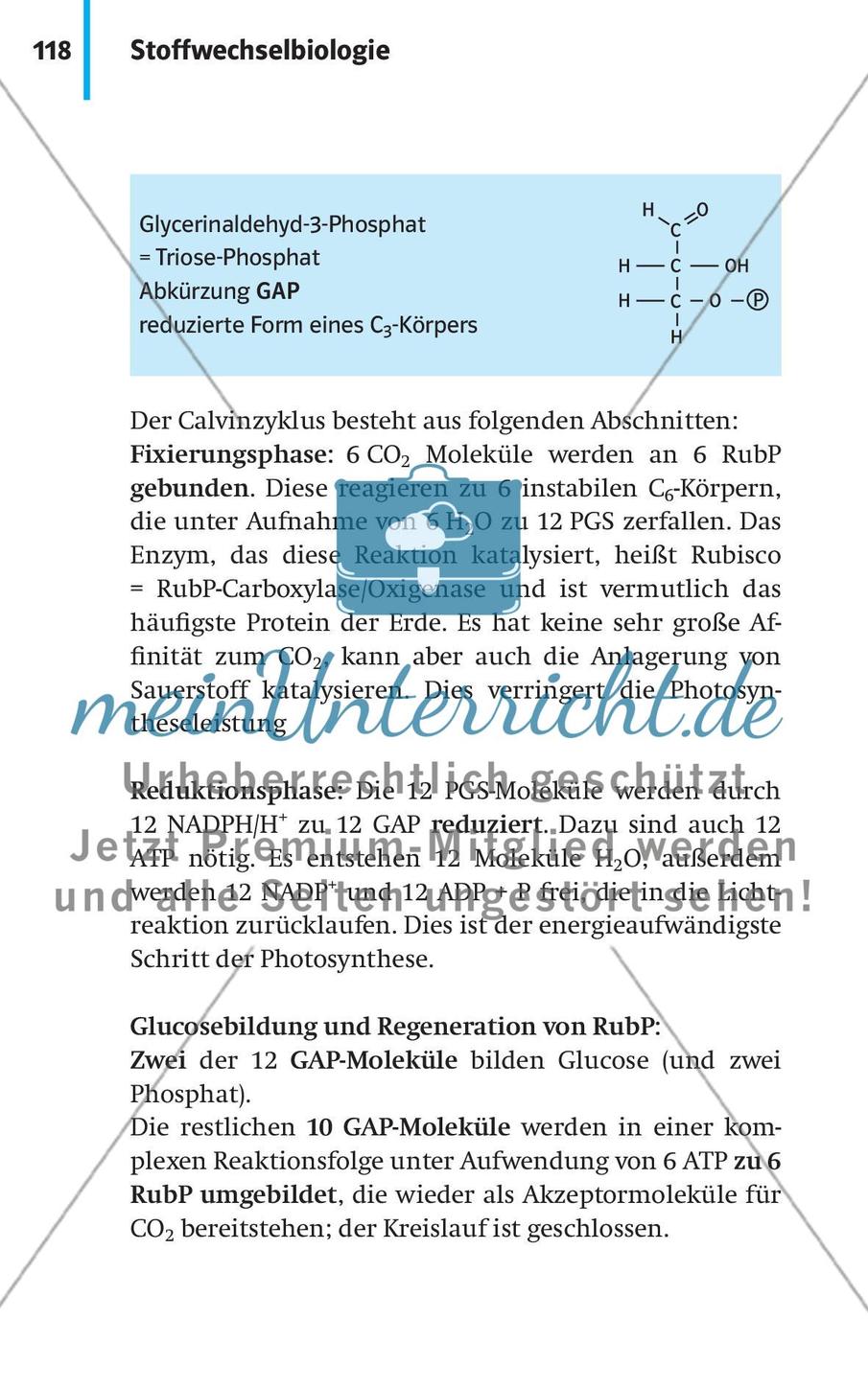 Stoffwechselbiologie Preview 21