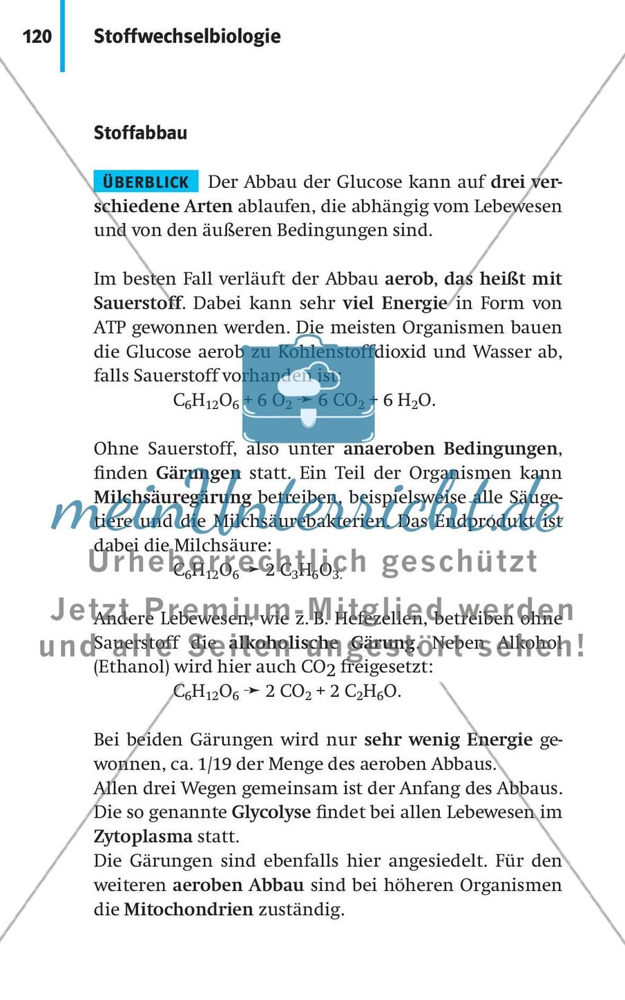 Stoffwechselbiologie Preview 23