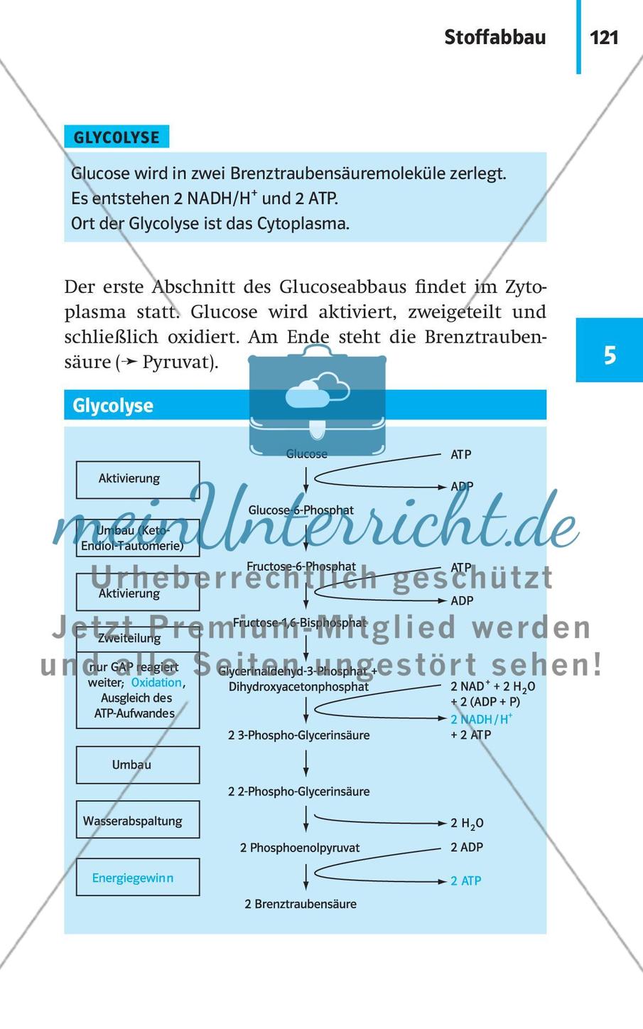 Stoffwechselbiologie Preview 24