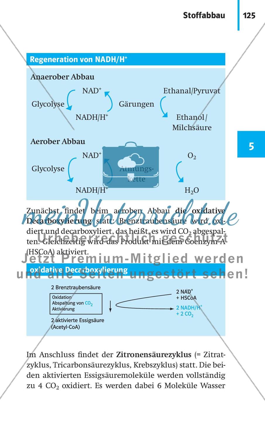 Stoffwechselbiologie Preview 28