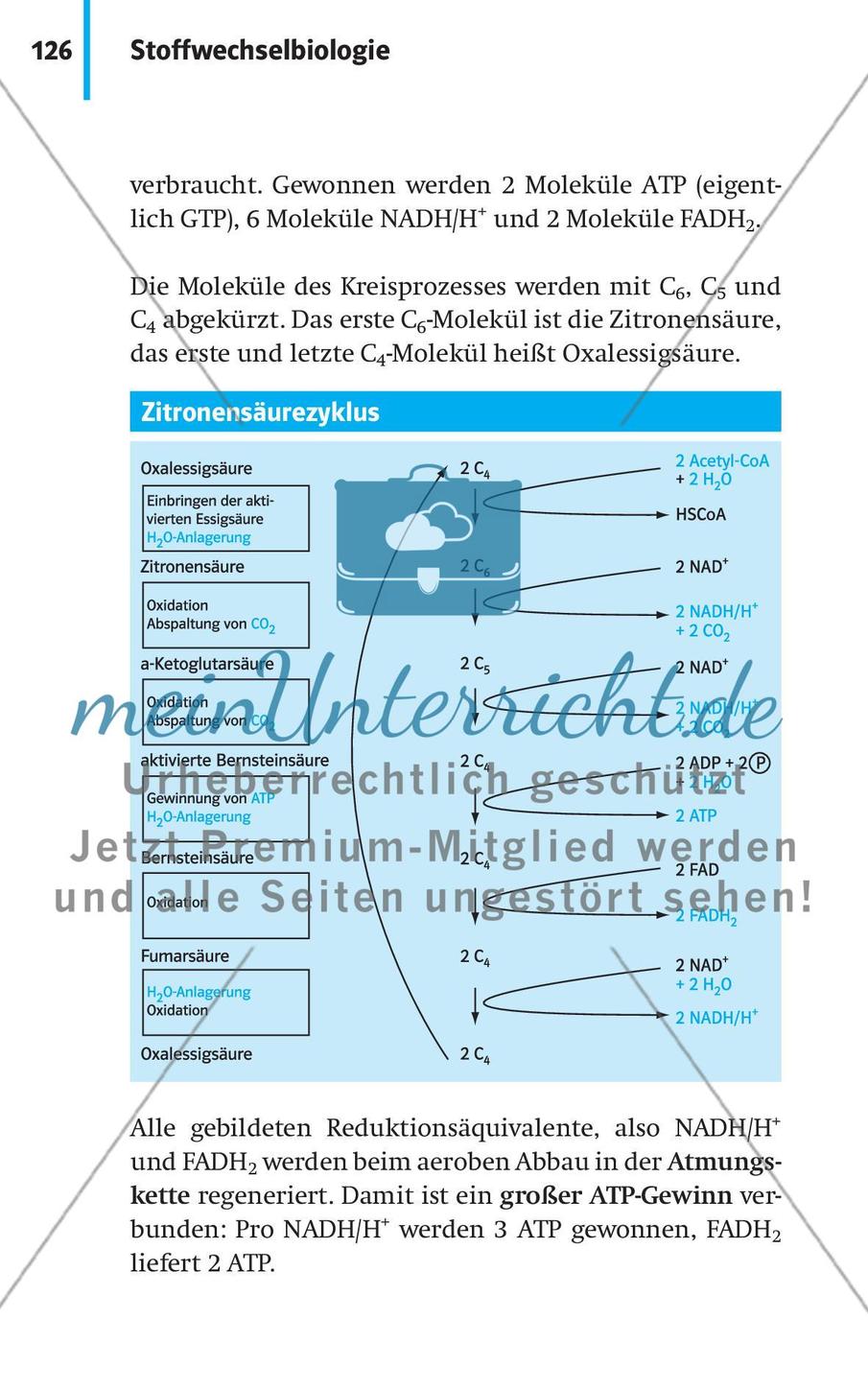 Stoffwechselbiologie Preview 29