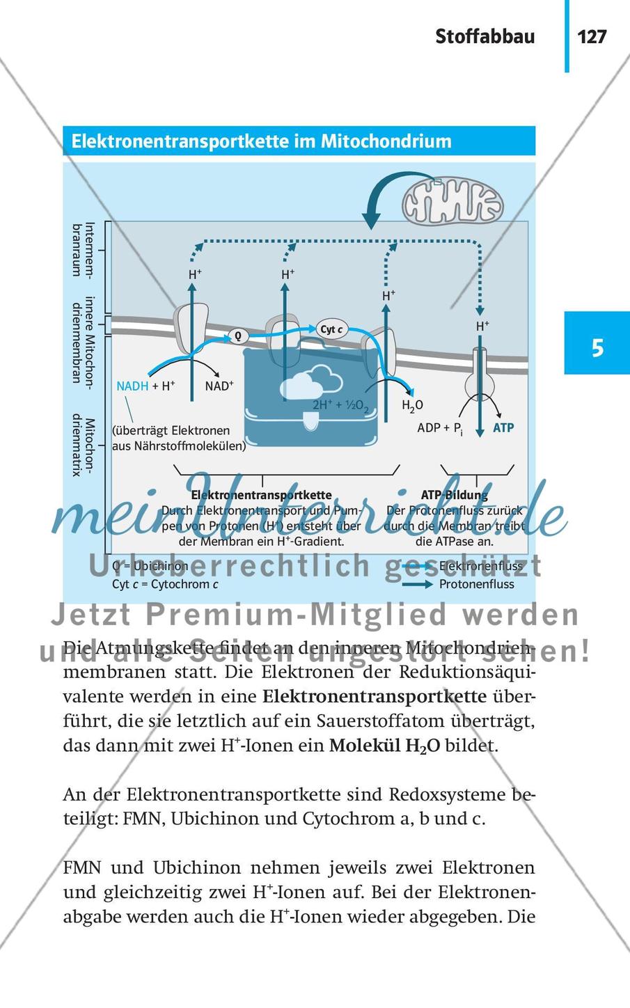 Stoffwechselbiologie Preview 30