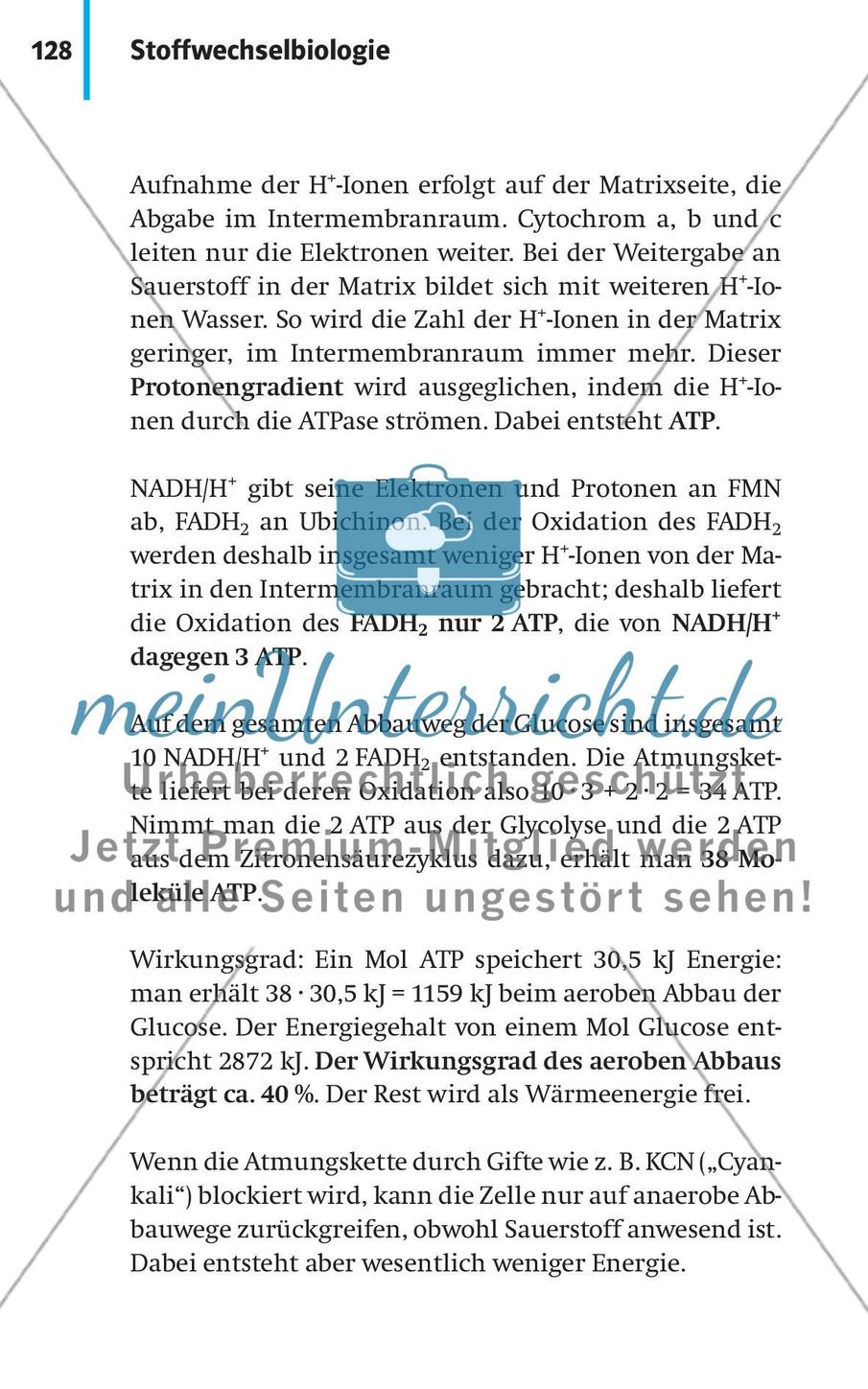 Stoffwechselbiologie Preview 31