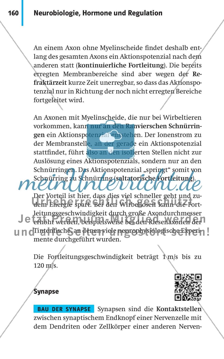 Neurobiologie, Hormone und Regulation Preview 11