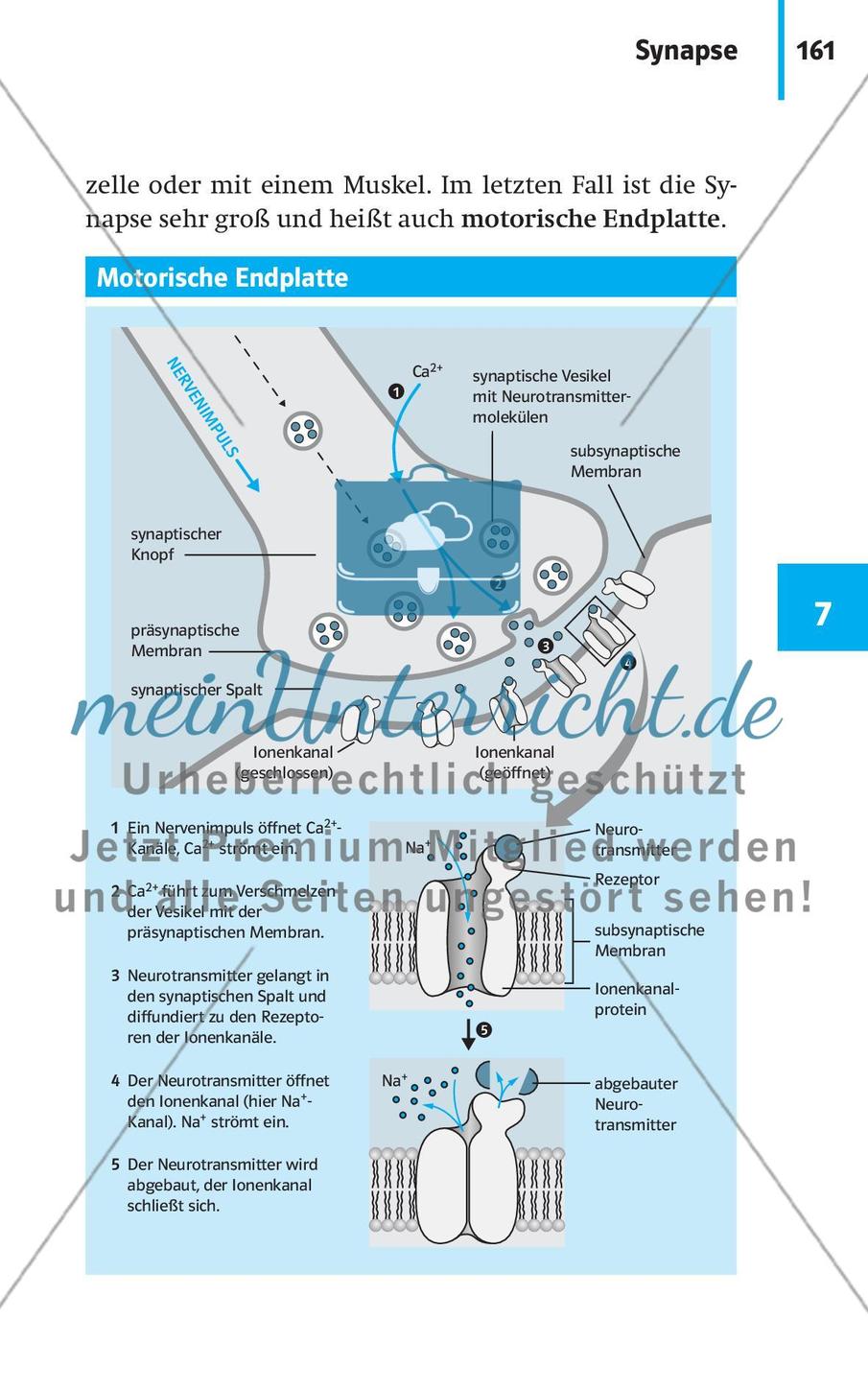 Neurobiologie, Hormone und Regulation Preview 12