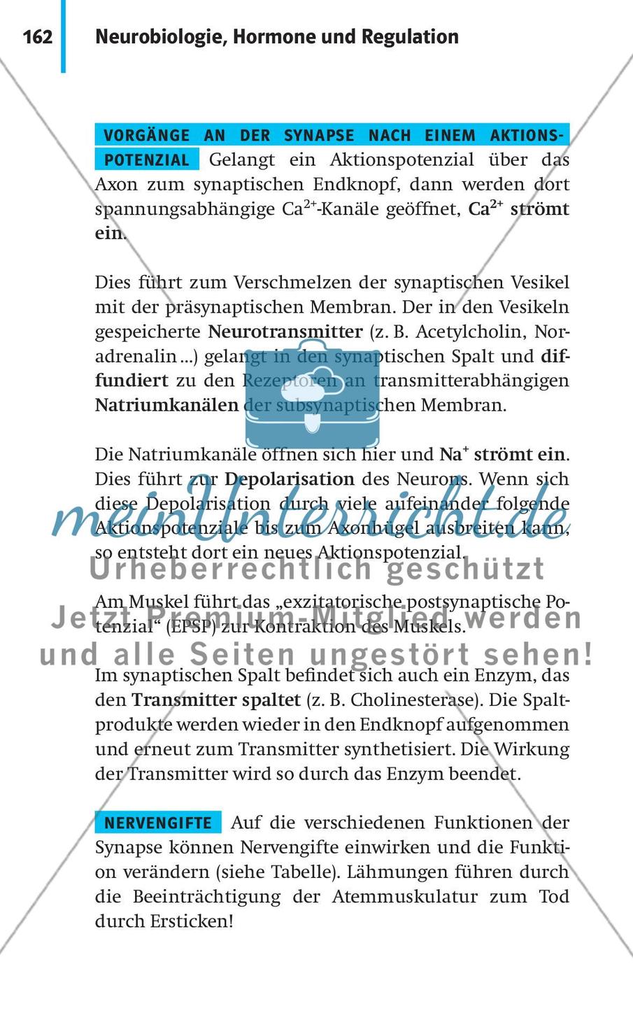 Neurobiologie, Hormone und Regulation Preview 13