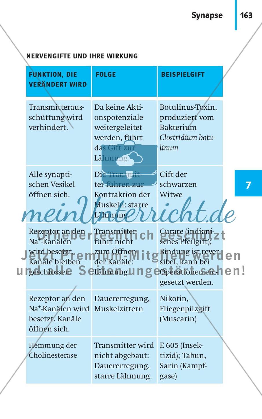Neurobiologie, Hormone und Regulation Preview 14