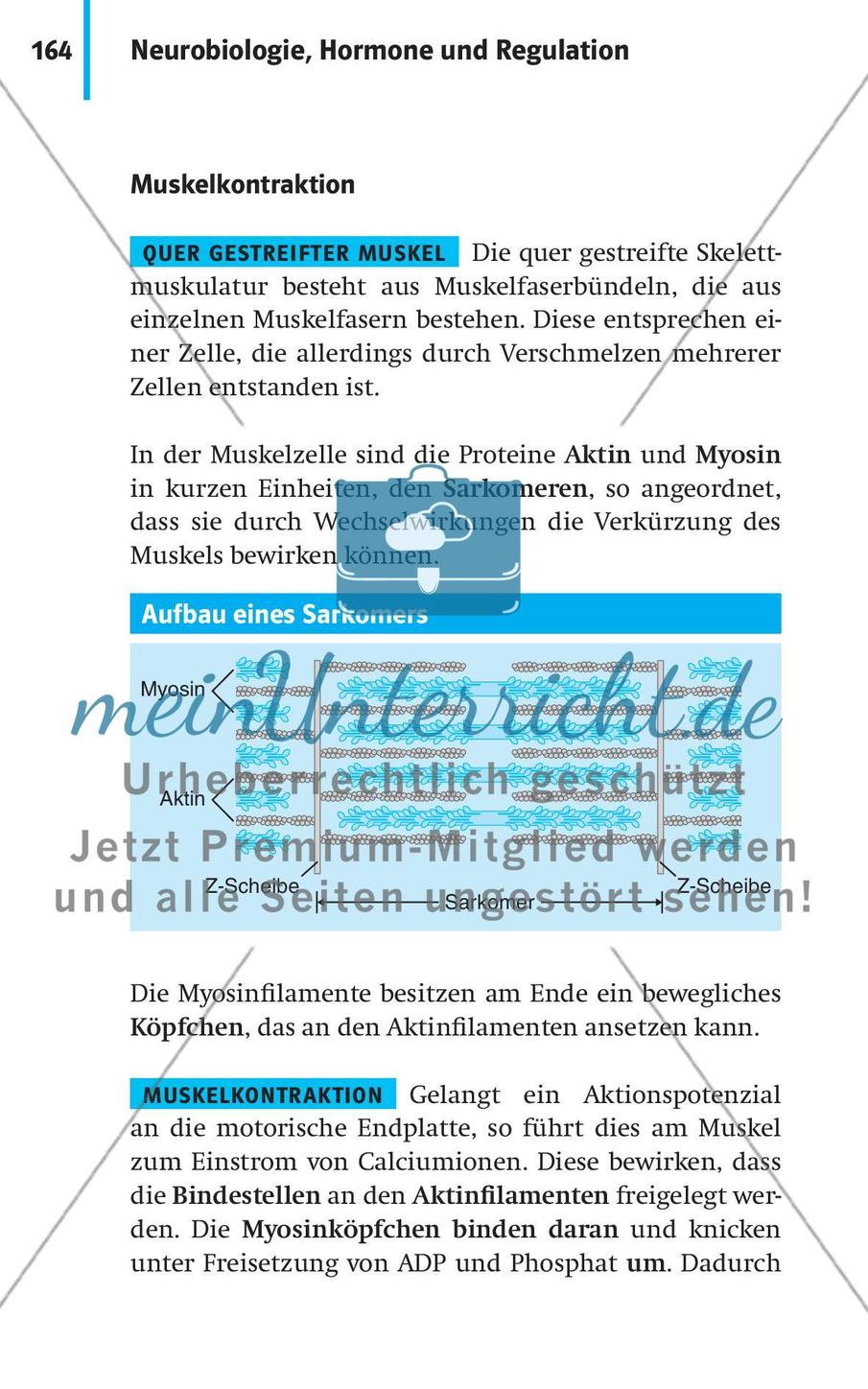 Neurobiologie, Hormone und Regulation Preview 15