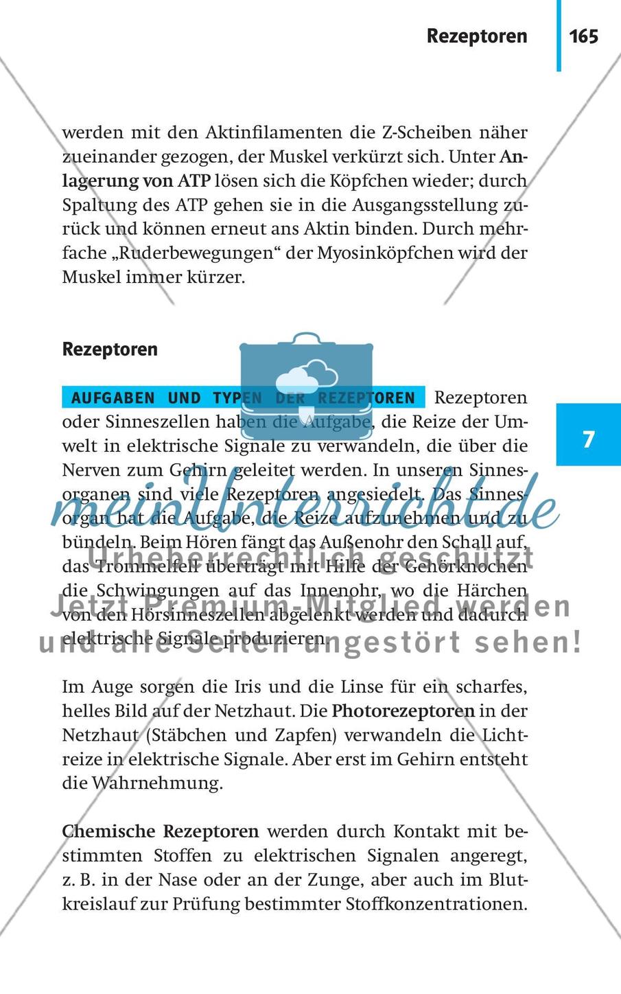 Neurobiologie, Hormone und Regulation Preview 16