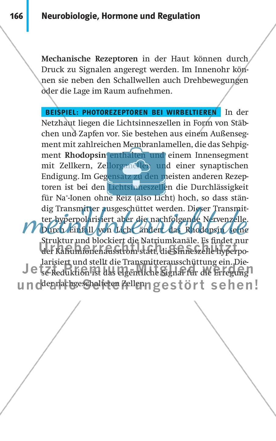 Neurobiologie, Hormone und Regulation Preview 17
