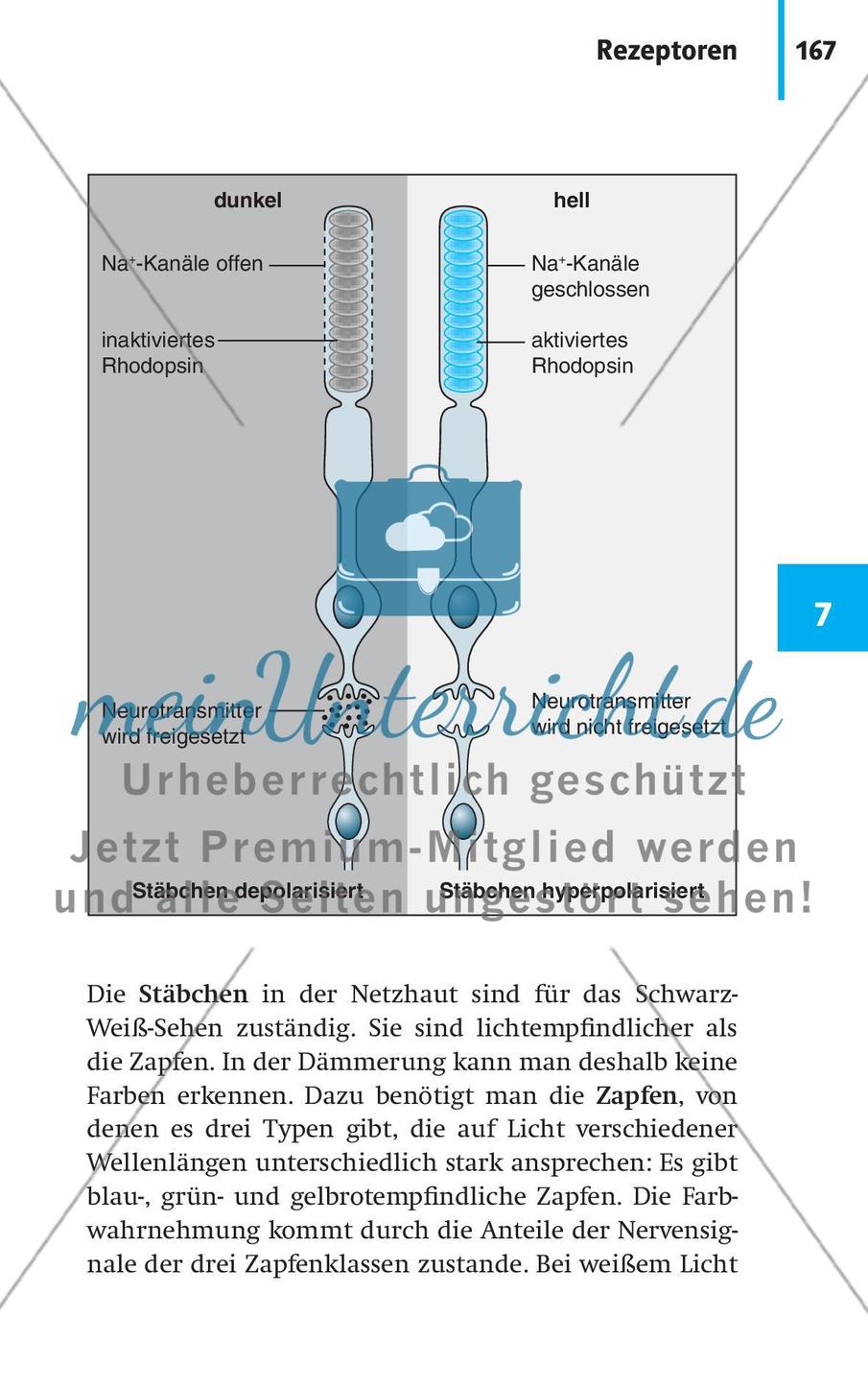Neurobiologie, Hormone und Regulation Preview 18