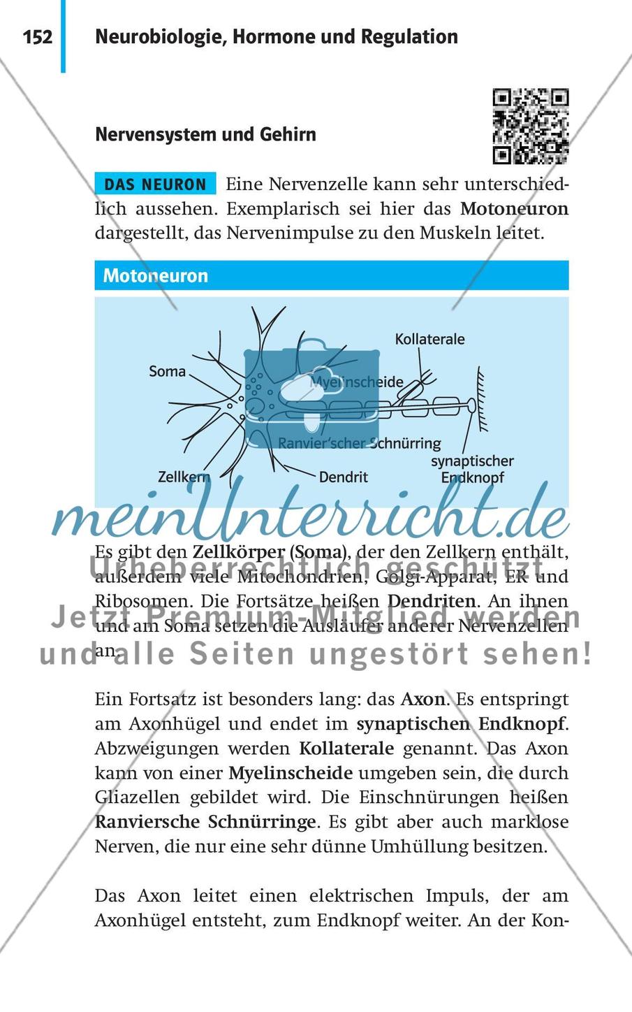 Neurobiologie, Hormone und Regulation Preview 3