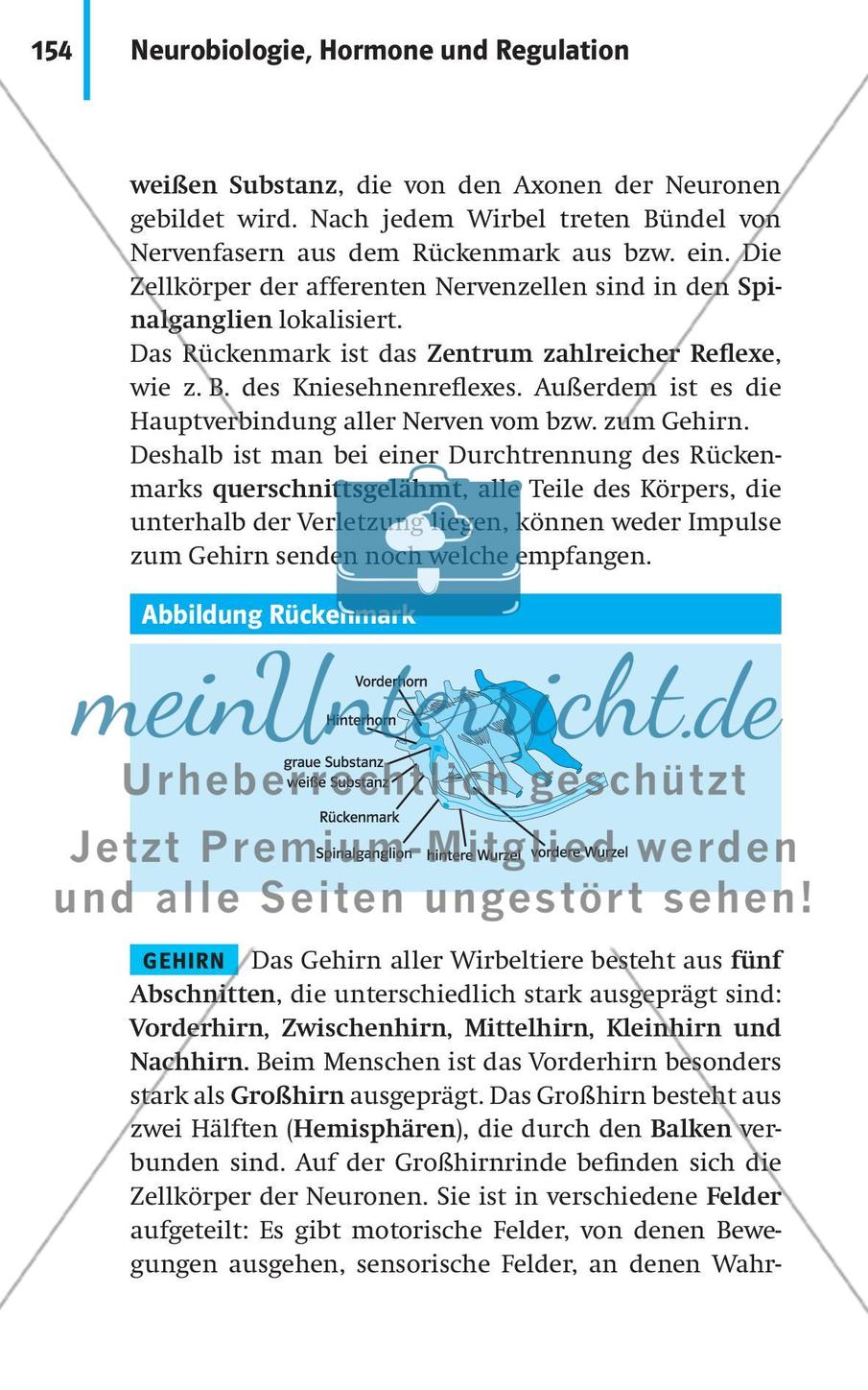 Neurobiologie, Hormone und Regulation Preview 5