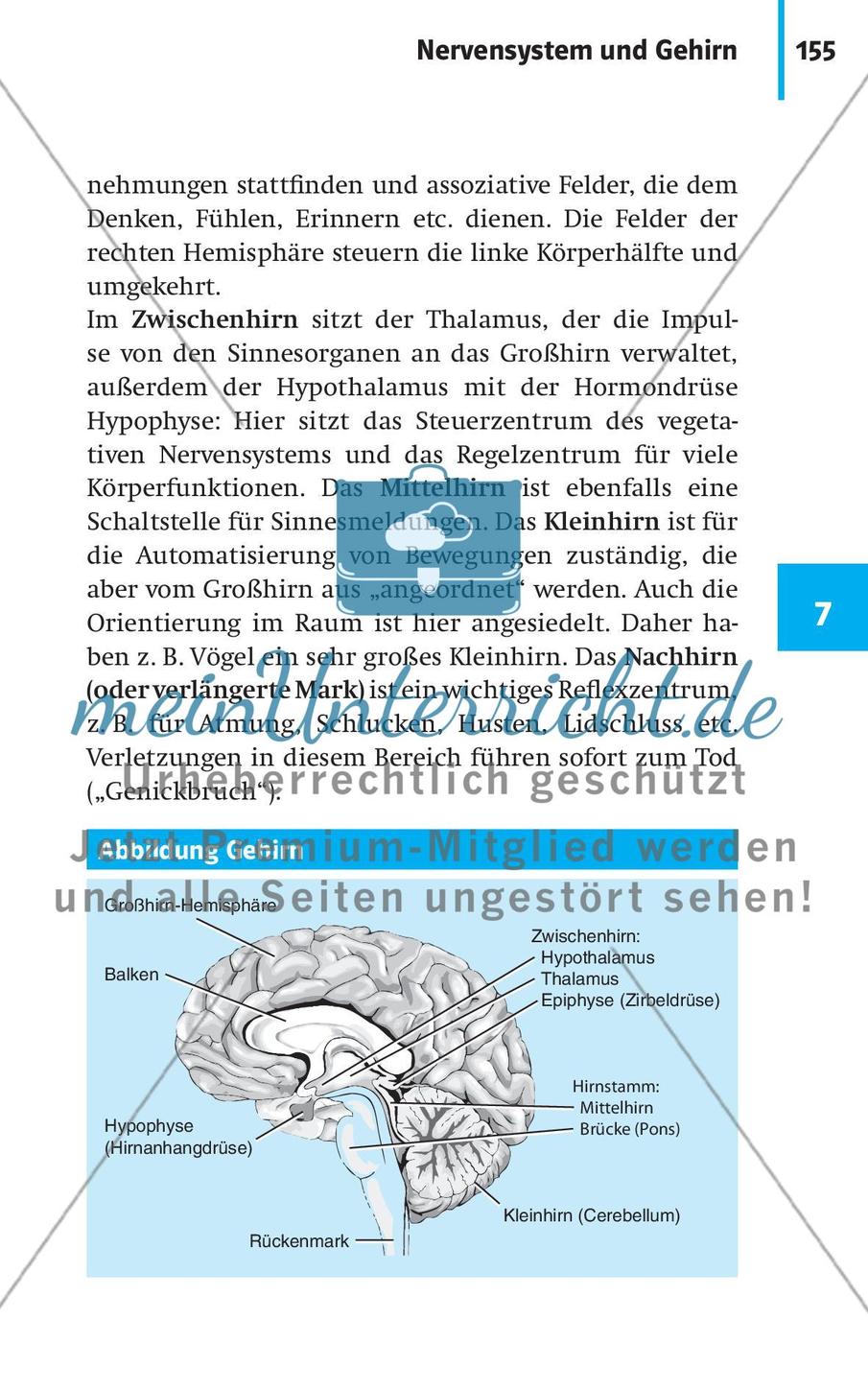 Neurobiologie, Hormone und Regulation Preview 6