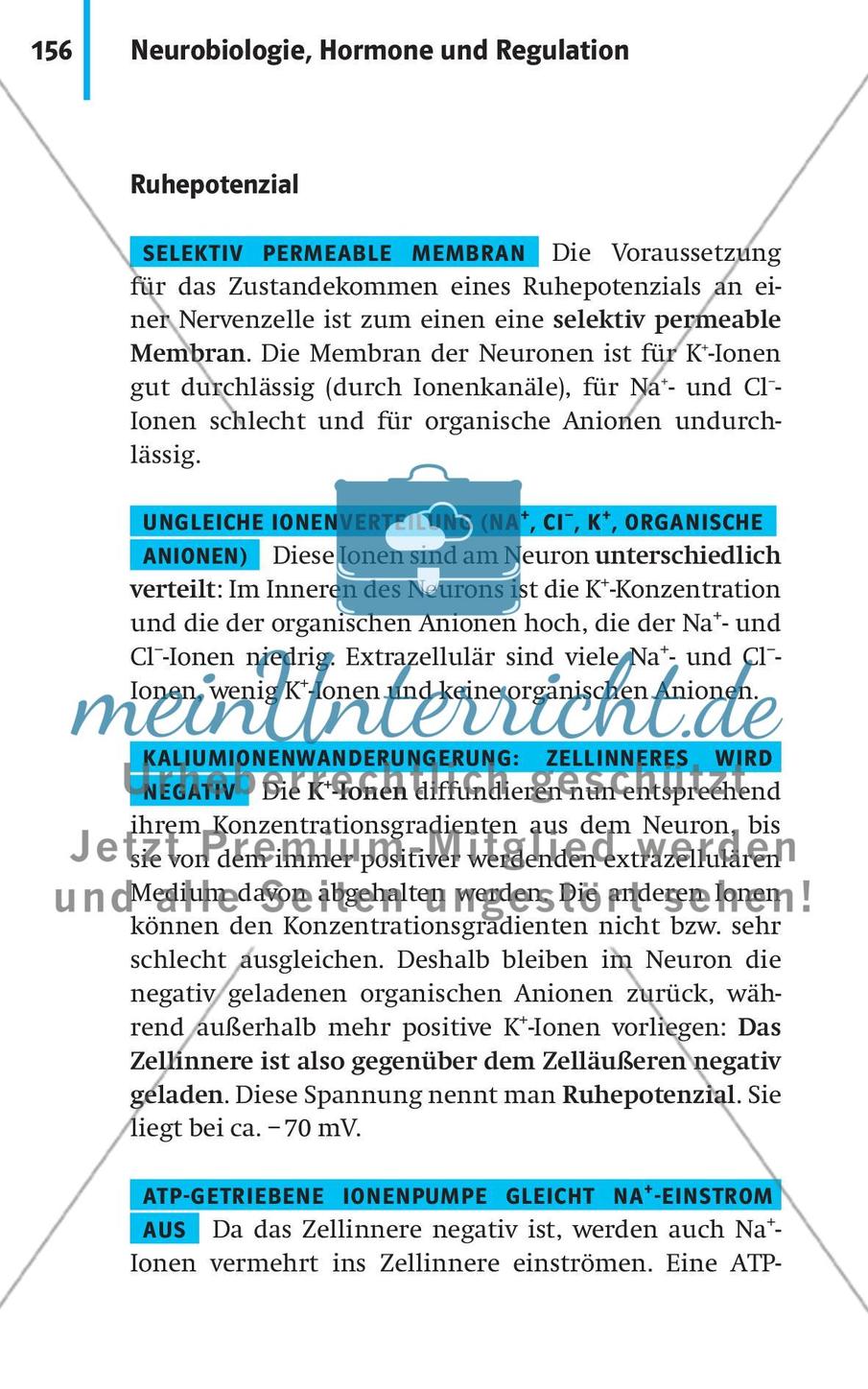 Neurobiologie, Hormone und Regulation Preview 7