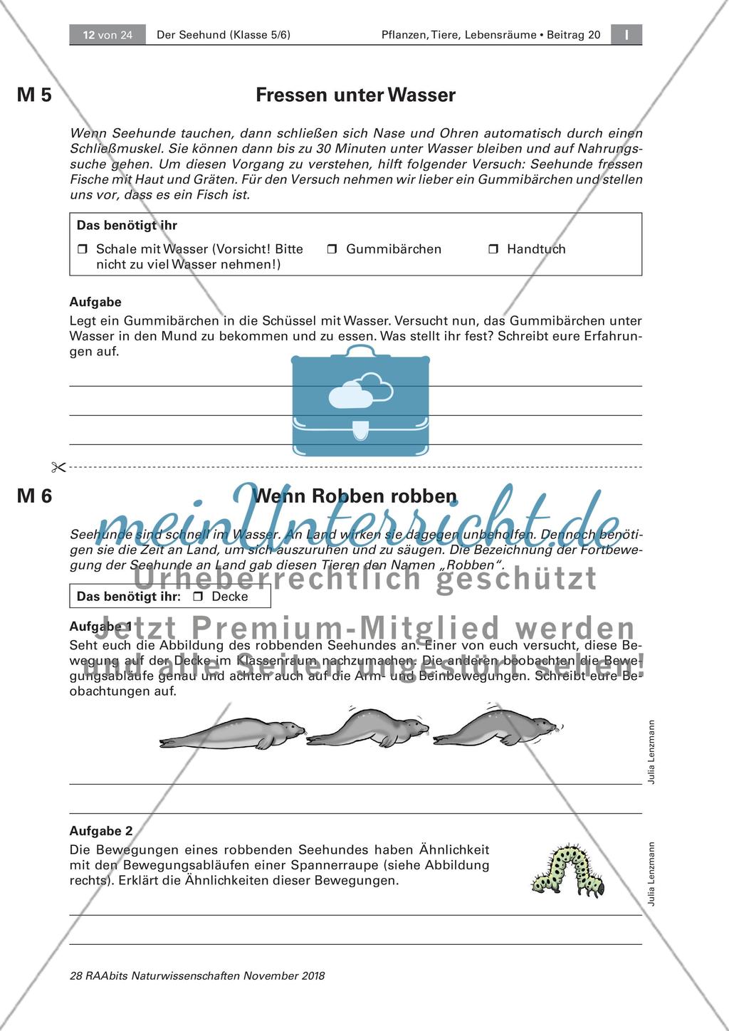 Der Seehund: Schwimm- und Fressverhalten Preview 2