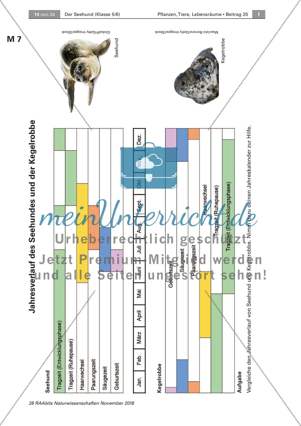 Der Seehund: Schwimm- und Fressverhalten Preview 4