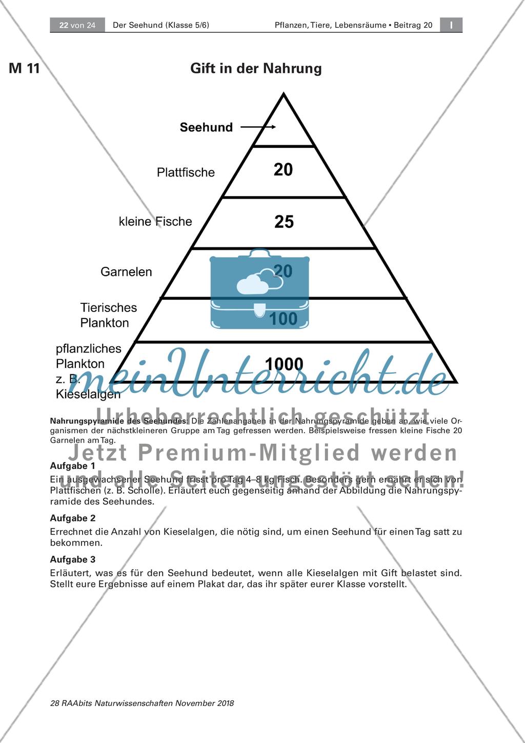 Der Seehund: Verbreitungsgebiet und Schutz durch den Menschen Preview 4