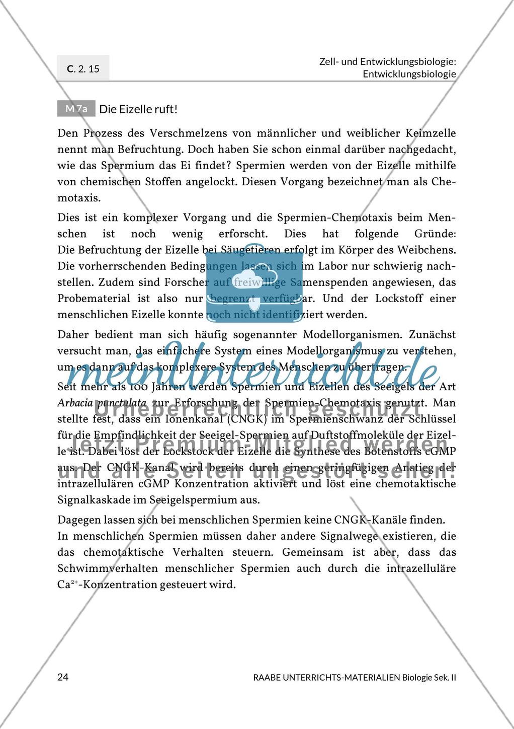 Aktuelle Erkenntnisse zur Befruchtung Preview 16