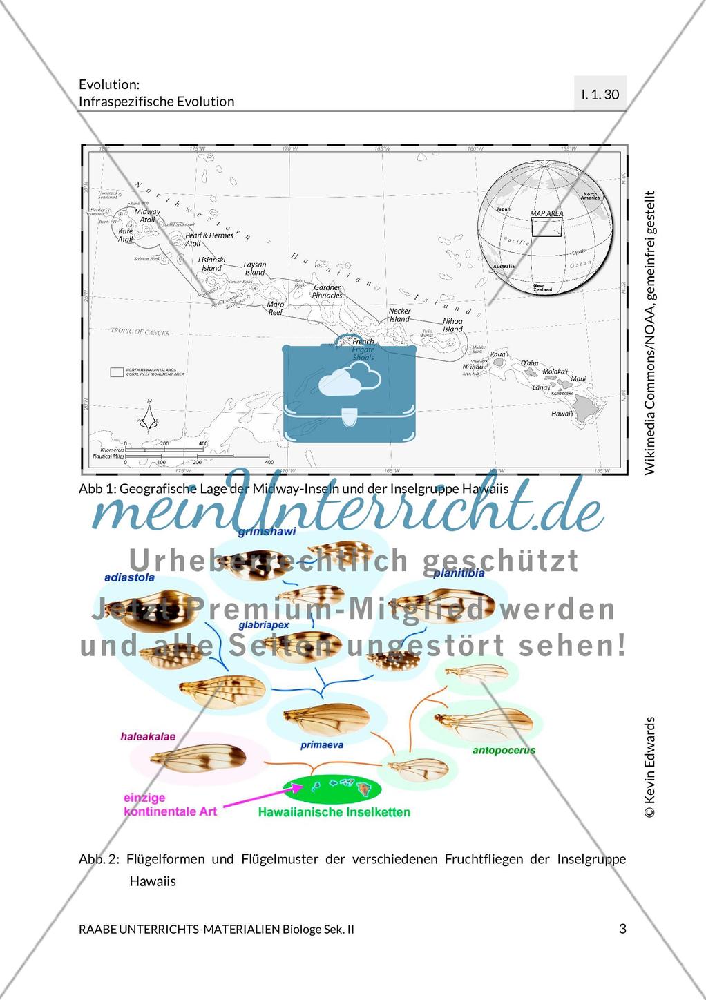 Evolution: Fruchtfliege auf Hawaii Preview 5