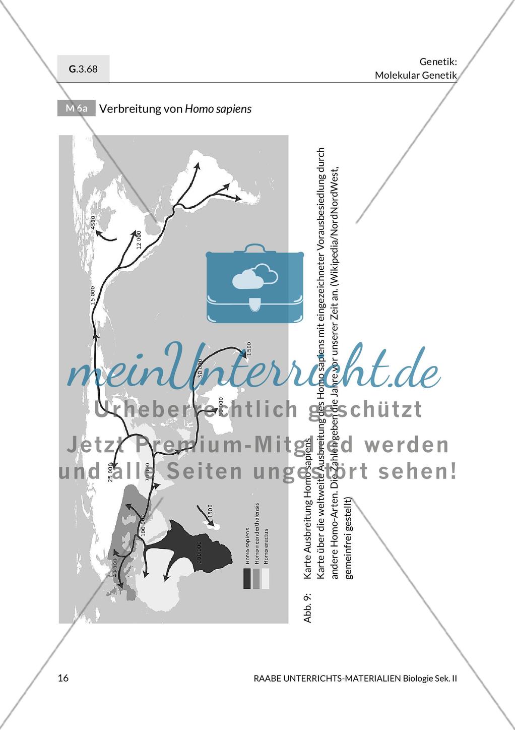 Die Menschenform zur Zeit des Höhlenbärs Preview 2