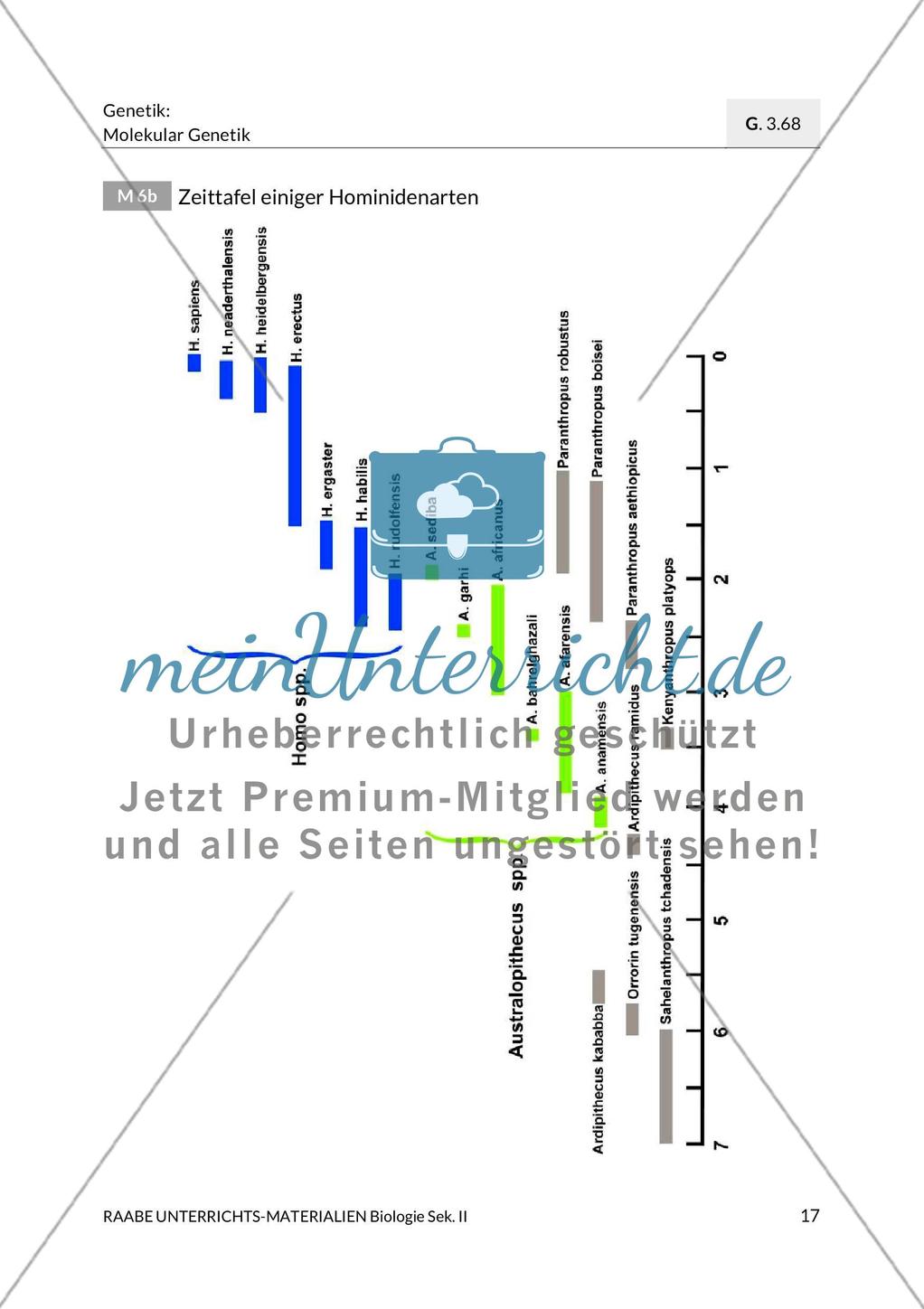 Die Menschenform zur Zeit des Höhlenbärs Preview 3