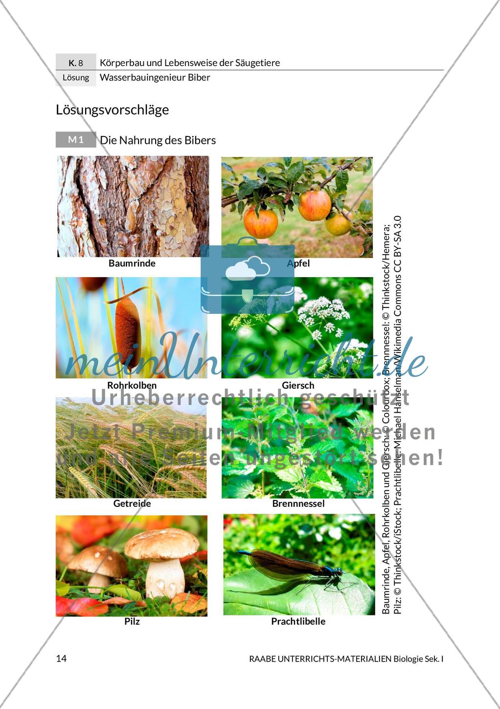 Wasserbauingenieur Biber Preview 18