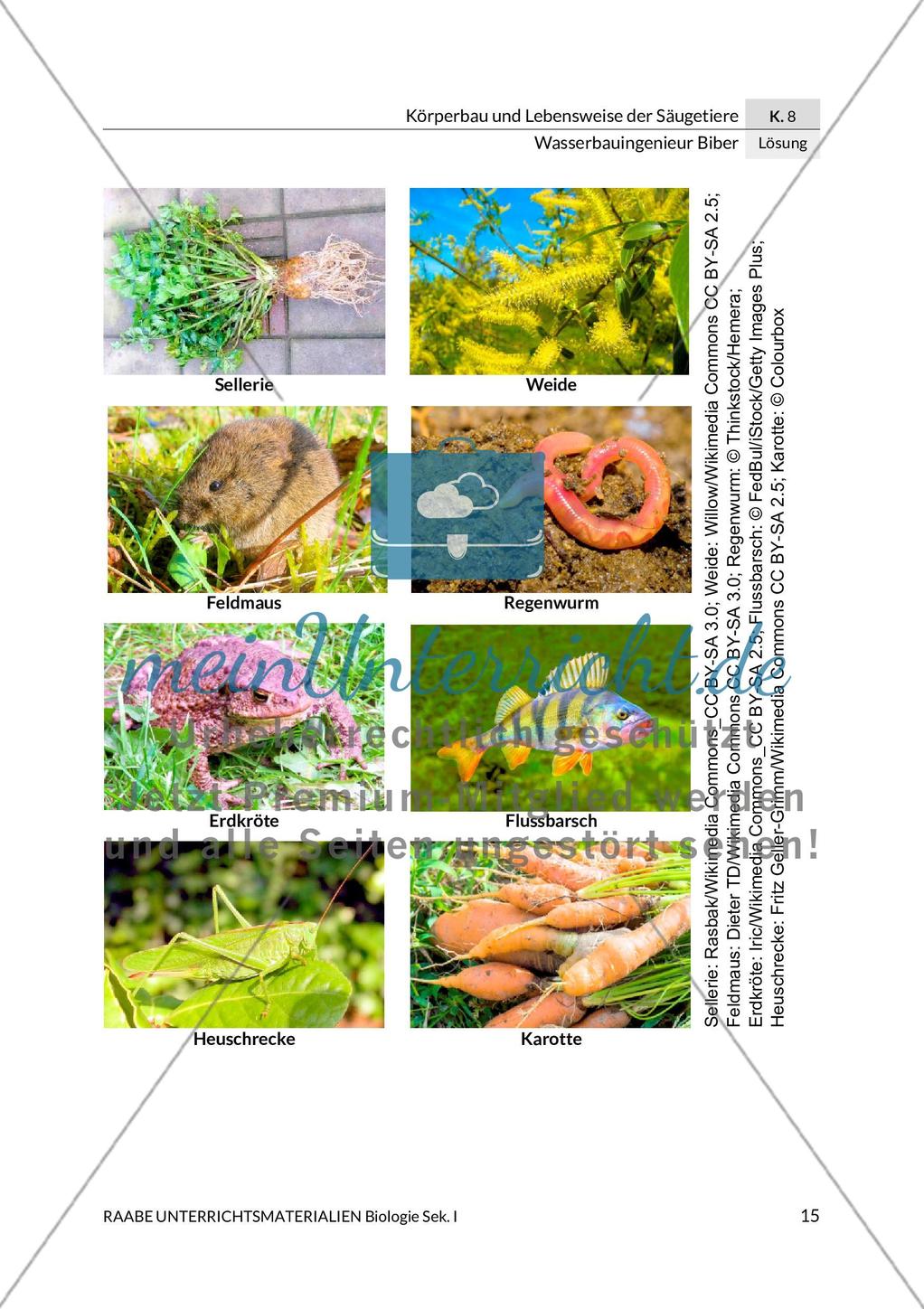 Wasserbauingenieur Biber Preview 19