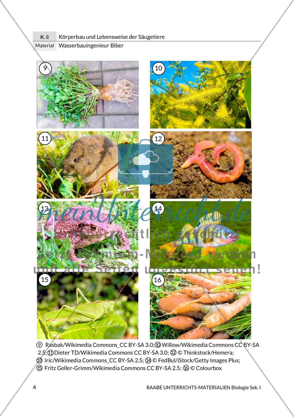Wasserbauingenieur Biber Preview 8