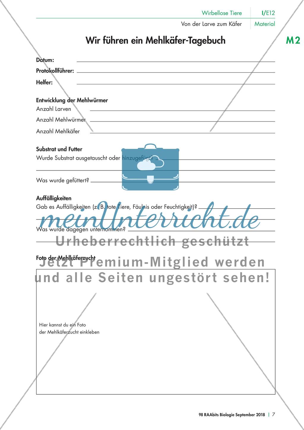 Eine Mehlkäferzucht und die Merkmale der Käfer Preview 2