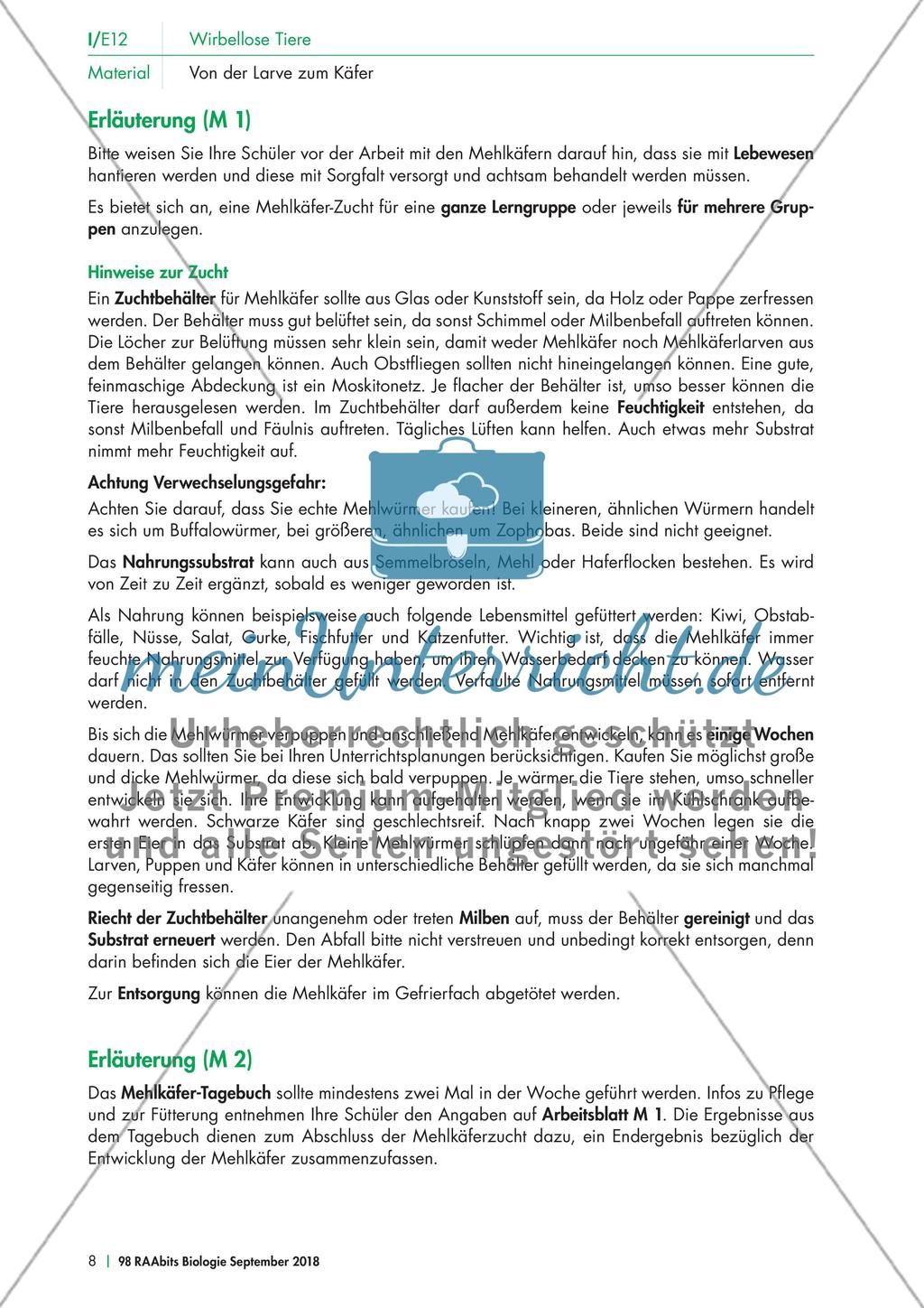 Eine Mehlkäferzucht und die Merkmale der Käfer Preview 3