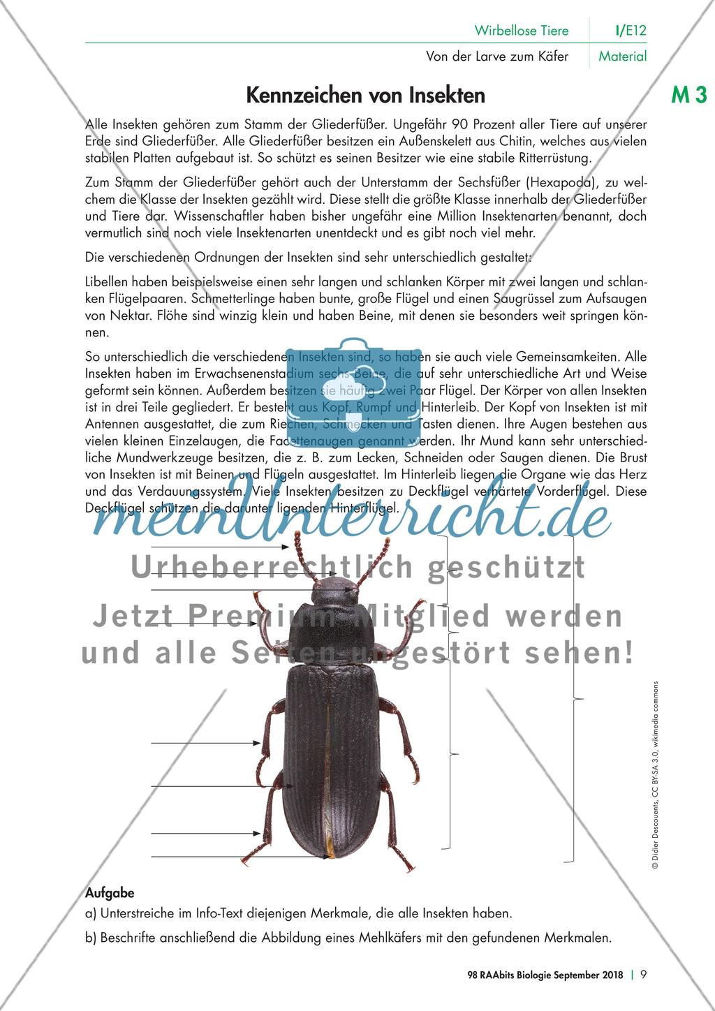 Eine Mehlkäferzucht und die Merkmale der Käfer Preview 4