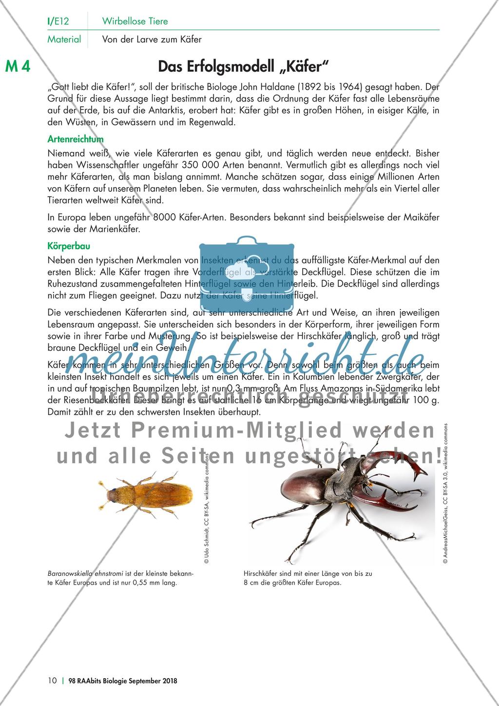 Eine Mehlkäferzucht und die Merkmale der Käfer Preview 5