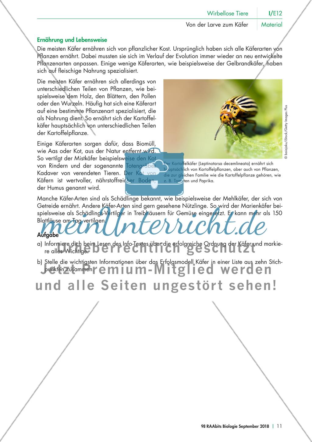 Eine Mehlkäferzucht und die Merkmale der Käfer Preview 6