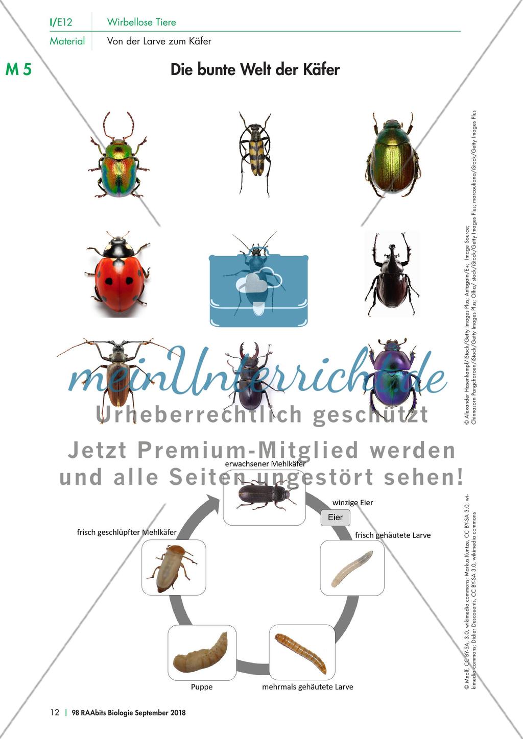 Eine Mehlkäferzucht und die Merkmale der Käfer Preview 7