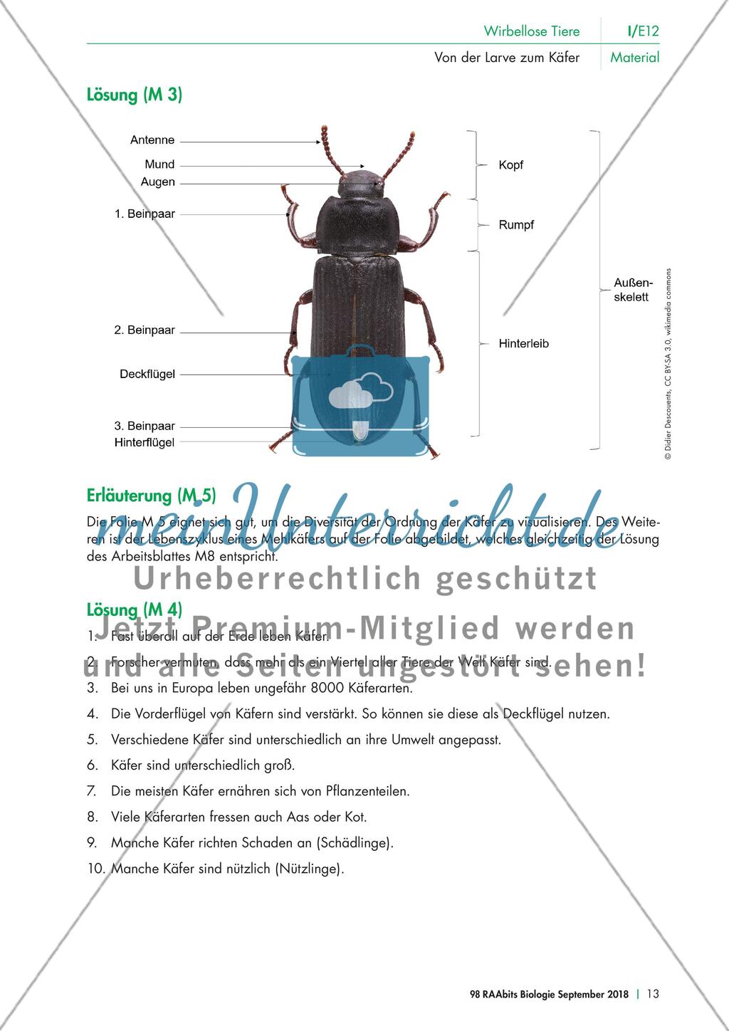 Eine Mehlkäferzucht und die Merkmale der Käfer Preview 8