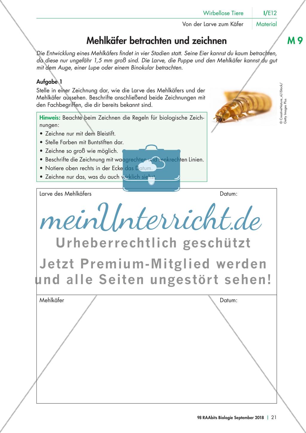 Experimente mit dem Mehlkäfer Preview 1