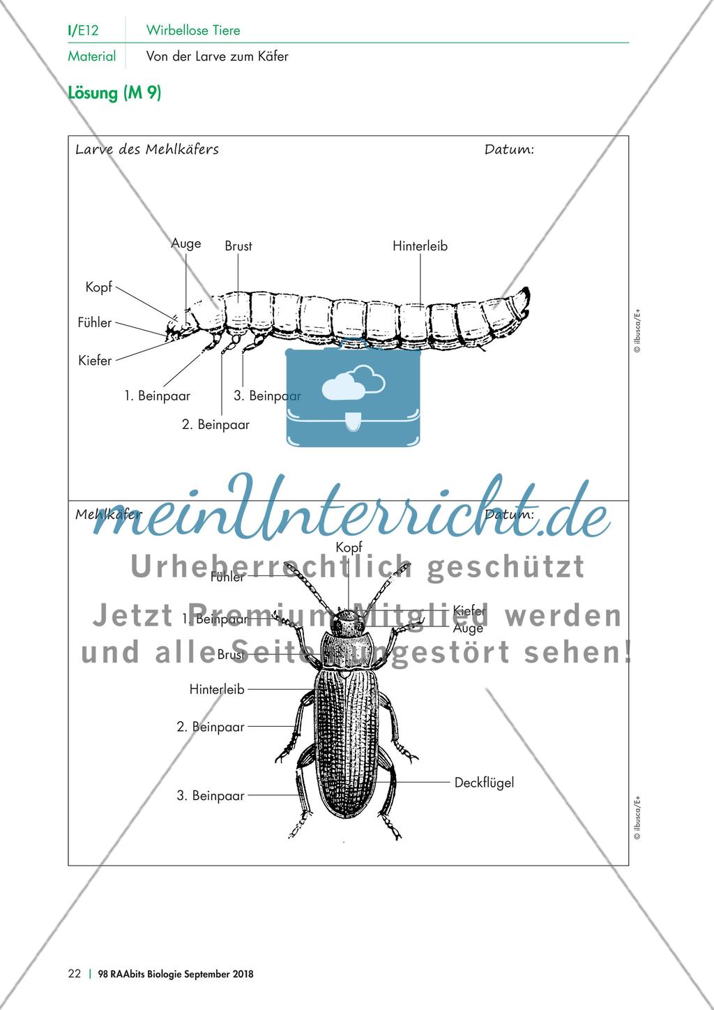 Experimente mit dem Mehlkäfer Preview 2