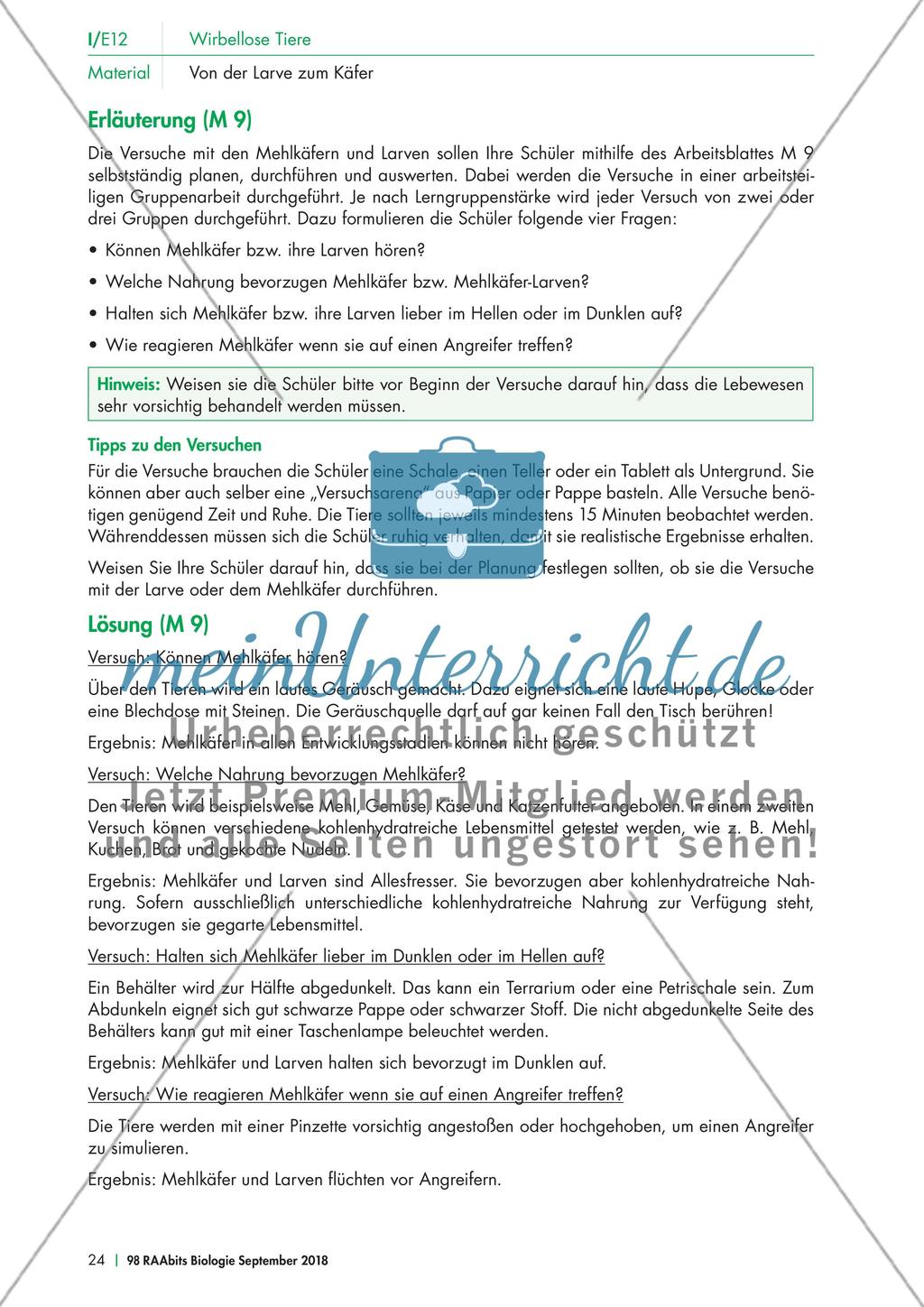 Experimente mit dem Mehlkäfer Preview 4