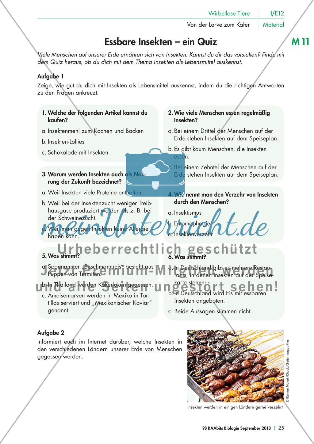 Experimente mit dem Mehlkäfer Preview 5