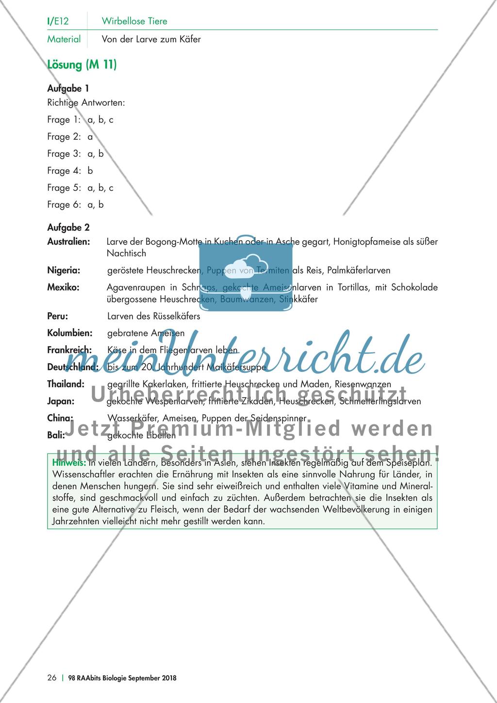 Experimente mit dem Mehlkäfer Preview 6