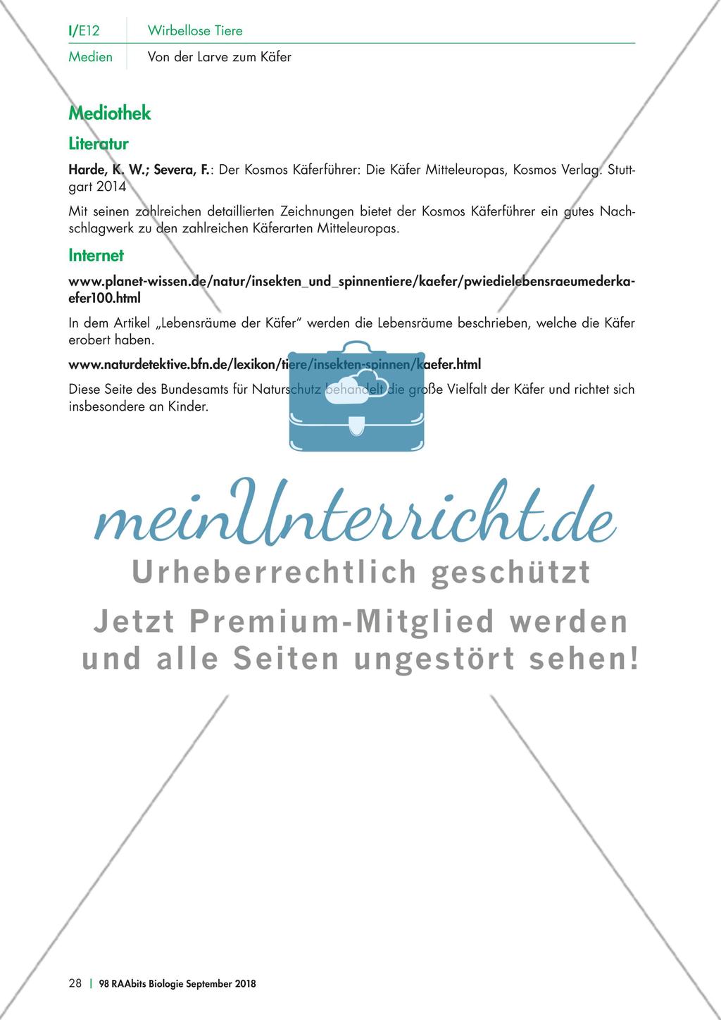 Experimente mit dem Mehlkäfer Preview 8