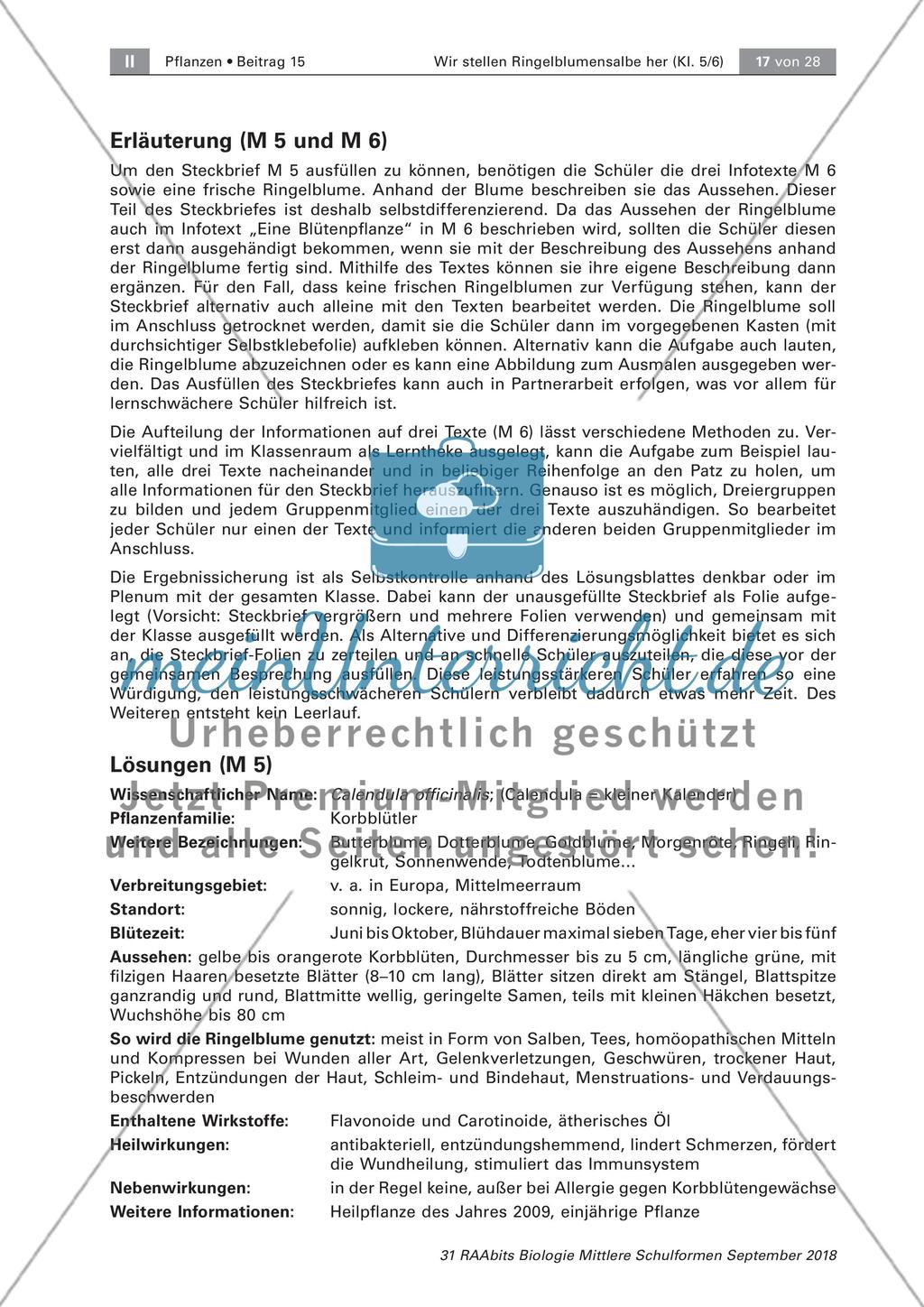 Heilpflanzen: Aufbau von Blütenpflanzen, Ringelblume Preview 11