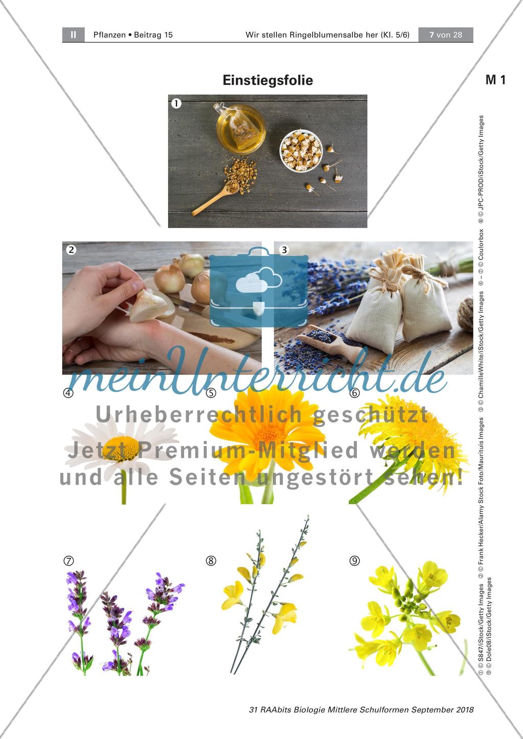 Heilpflanzen: Aufbau von Blütenpflanzen, Ringelblume Preview 1