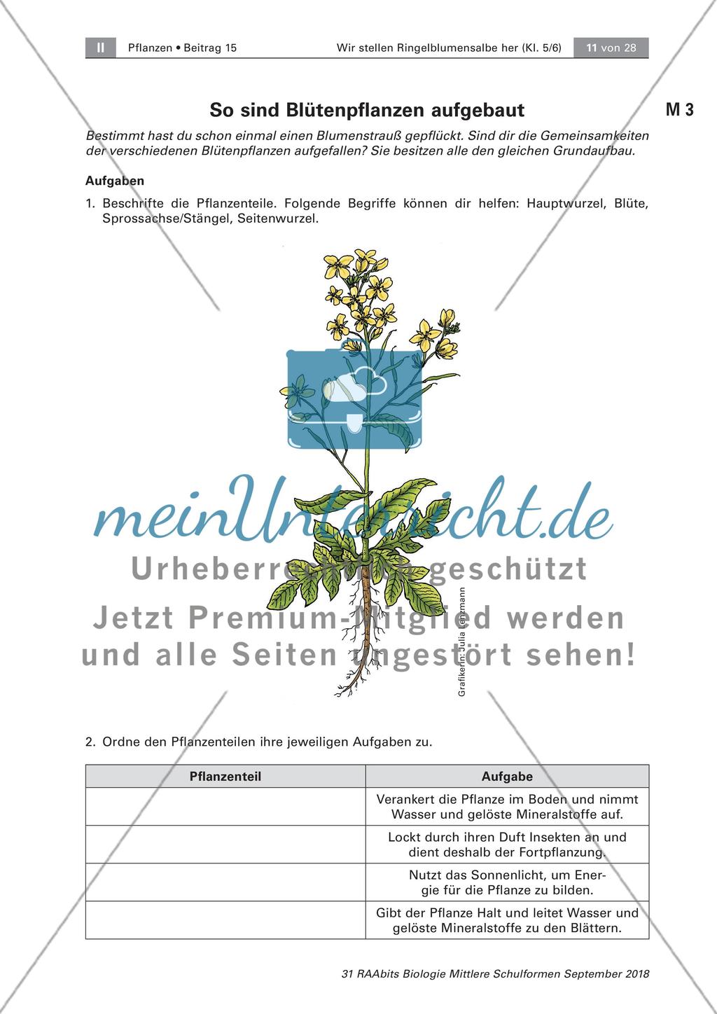 Heilpflanzen: Aufbau von Blütenpflanzen, Ringelblume Preview 5