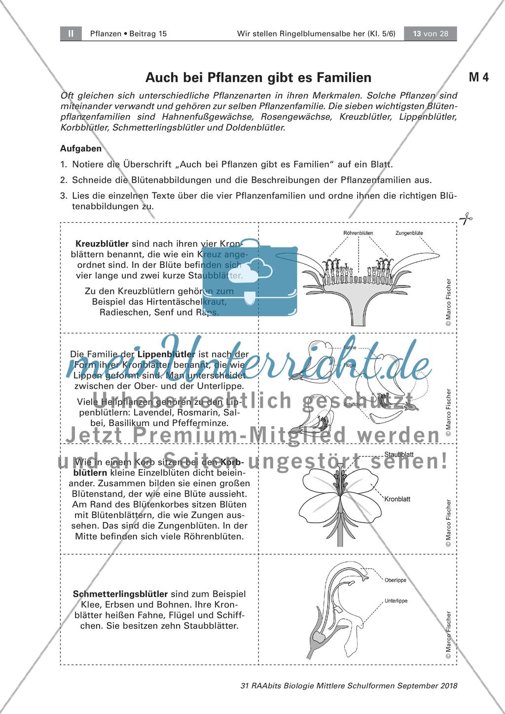 Heilpflanzen: Aufbau von Blütenpflanzen, Ringelblume Preview 7