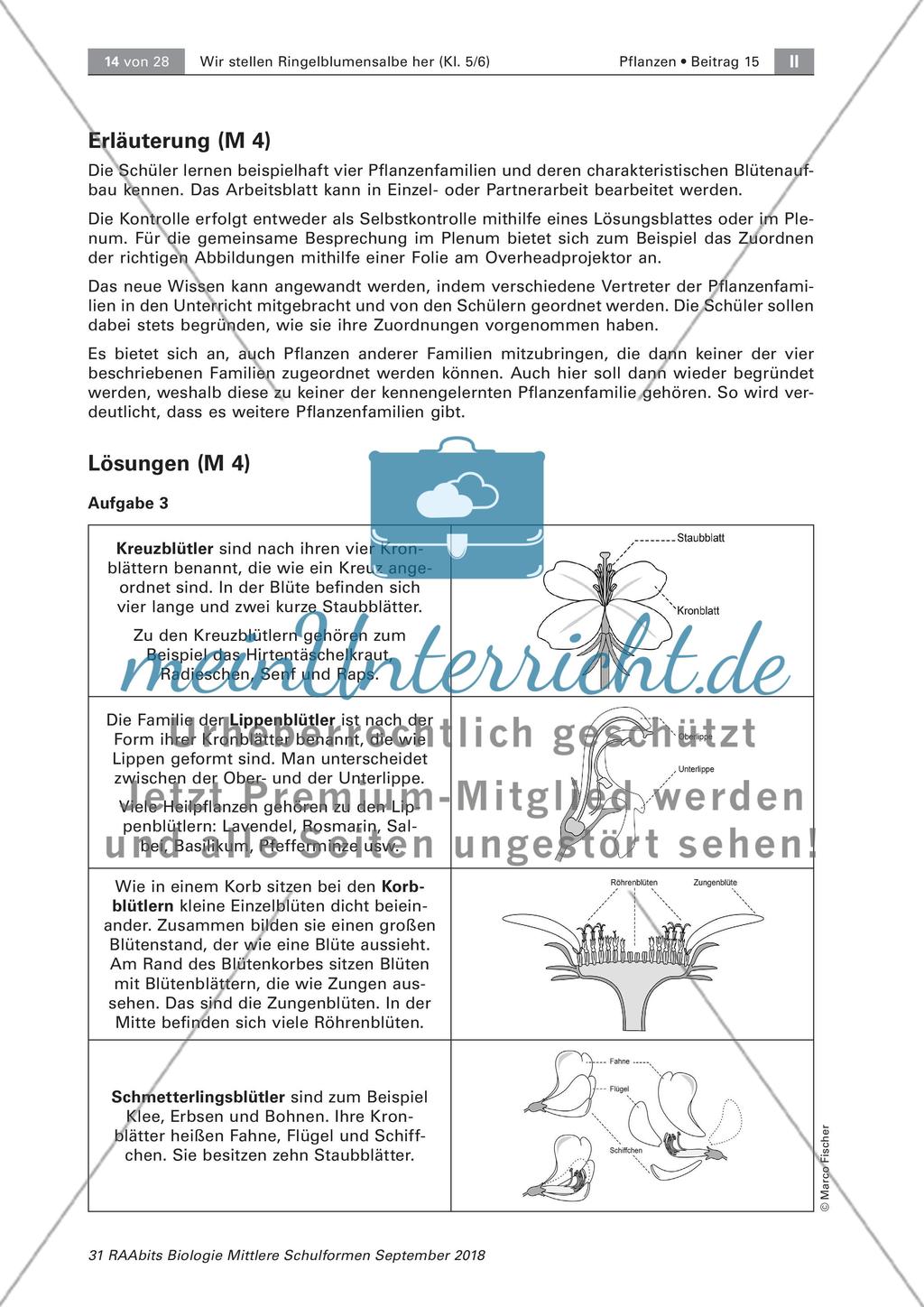 Heilpflanzen: Aufbau von Blütenpflanzen, Ringelblume Preview 8