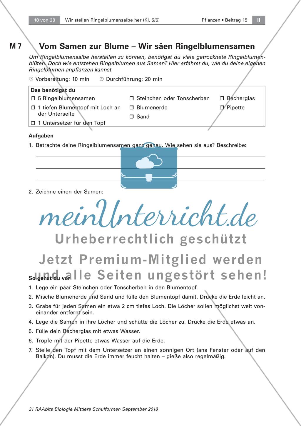 Heilpflanzen: Herstellen von Ringelblumensalbe und -öl, Preview 1