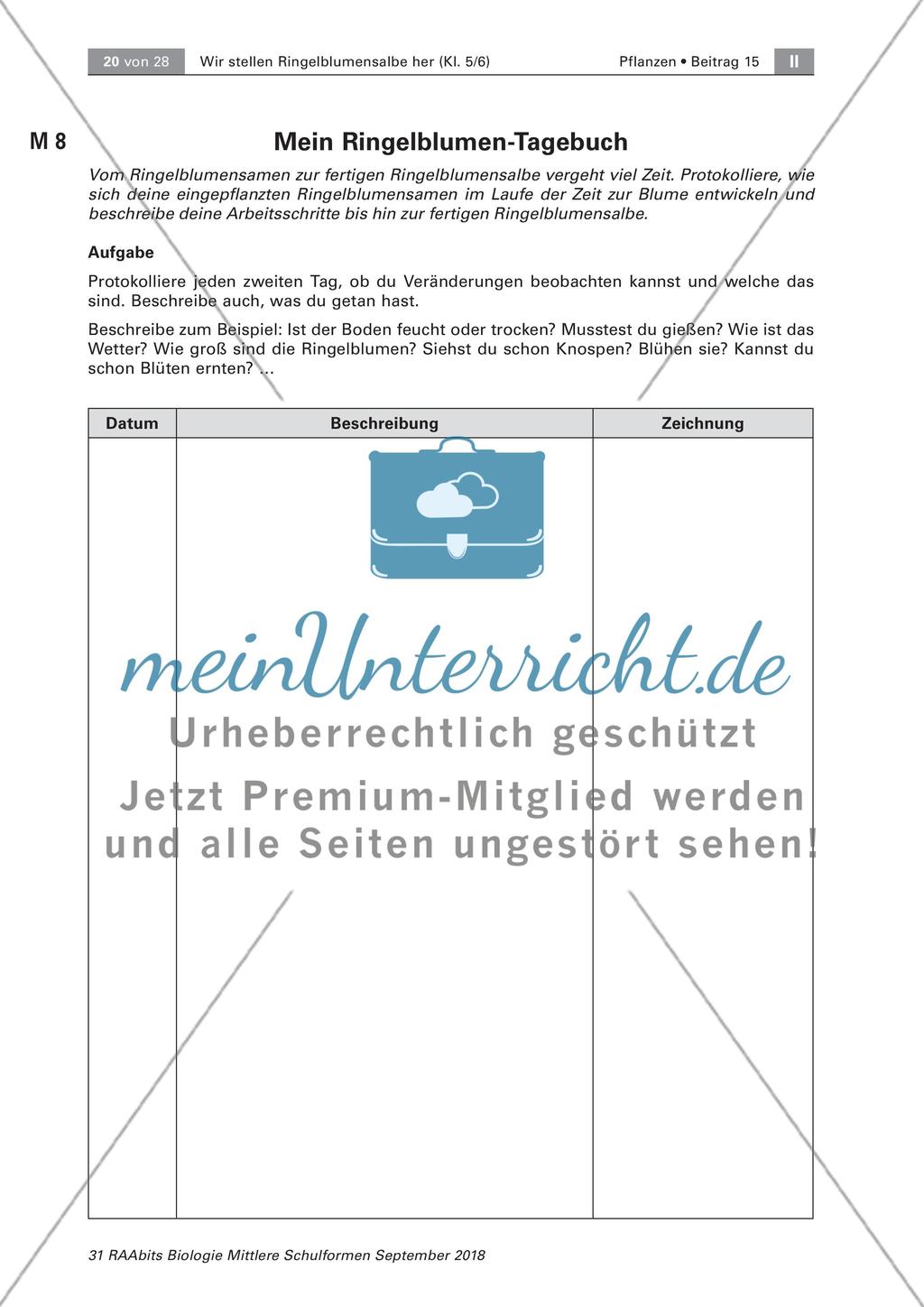 Heilpflanzen: Herstellen von Ringelblumensalbe und -öl, Preview 3