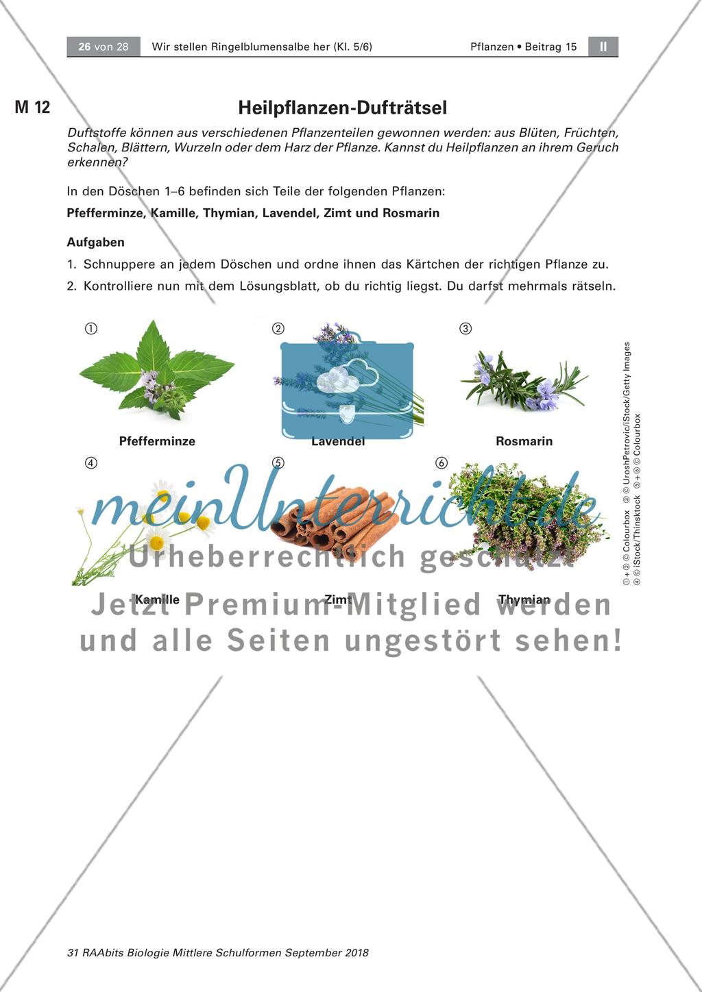 Heilpflanzen: Herstellen von Ringelblumensalbe und -öl, Preview 9